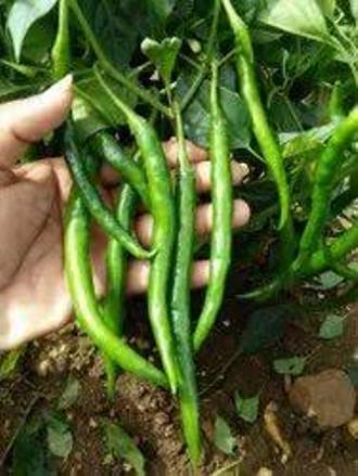 Picture of Chili Long chilli Chang Long 56(All year Round Planting 20 seeds Pack)