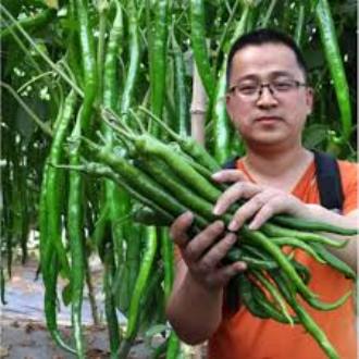 Picture of Chili Long chilli Chang Long 56(All year Round Planting 20 seeds Pack)