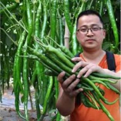 Picture of Chili Long chilli Chang Long 56(All year Round Planting 20 seeds Pack)