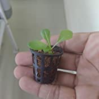 Picture of Germination cup-Hydroponic cup 50 pcs