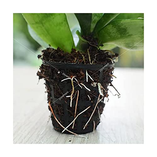Picture of Germination cup-Hydroponic cup 50 pcs