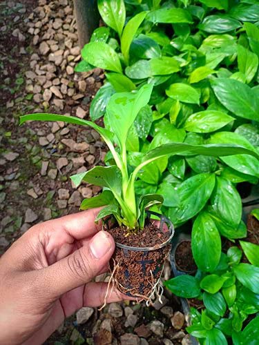 Picture of Germination cup-Hydroponic cup 50 pcs