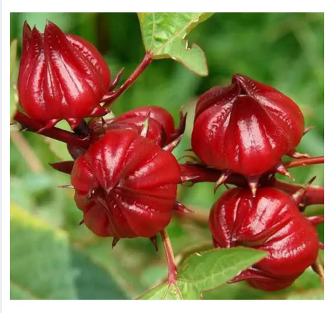 Picture of Roselle Chinese Herb Plant Seeds - 10 Pcs Seeds (Imported Global Seeds)