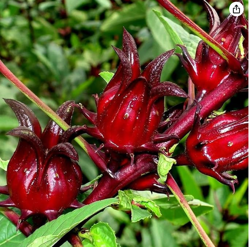 Picture of Roselle Chinese Herb Plant Seeds - 10 Pcs Seeds (Imported Global Seeds)