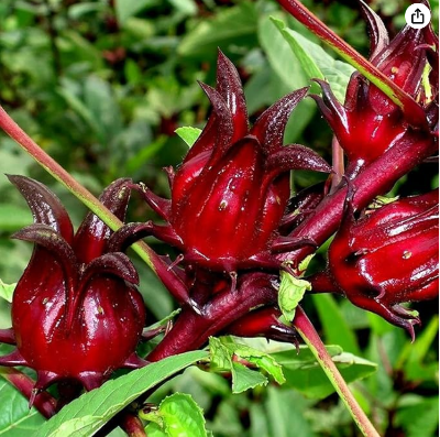 Picture of Roselle Chinese Herb Plant Seeds - 10 Pcs Seeds (Imported Global Seeds)