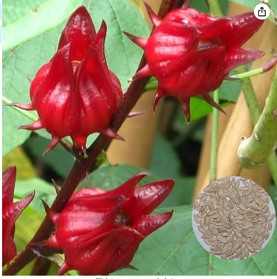 Picture of Roselle Chinese Herb Plant Seeds - 10 Pcs Seeds (Imported Global Seeds)