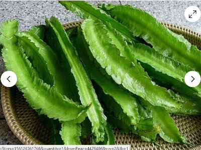 Picture of Winged Bean - Asian Bangladeshi Thai Vegetable, Goa/Angled/Wing Bean - 10 SEEDS