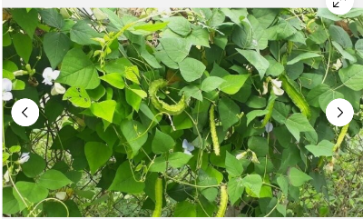 Picture of Winged Bean - Asian Bangladeshi Thai Vegetable, Goa/Angled/Wing Bean - 10 SEEDS