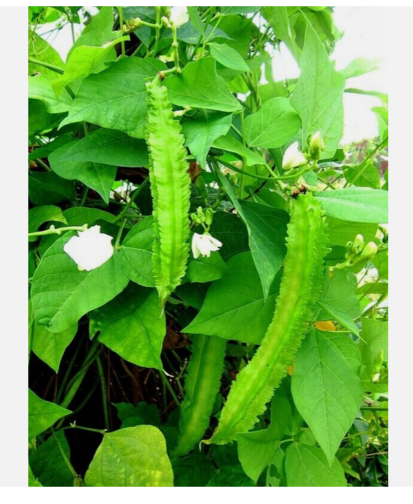 Picture of Winged Bean - Asian Bangladeshi Thai Vegetable, Goa/Angled/Wing Bean - 10 SEEDS