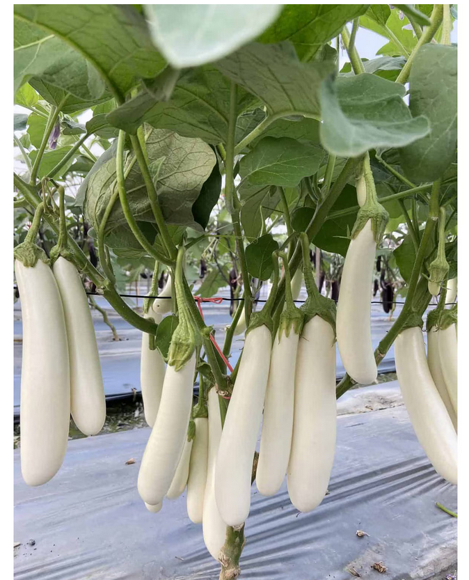 Picture of Hybrid Eggplant seeds white handsome 10 pcs