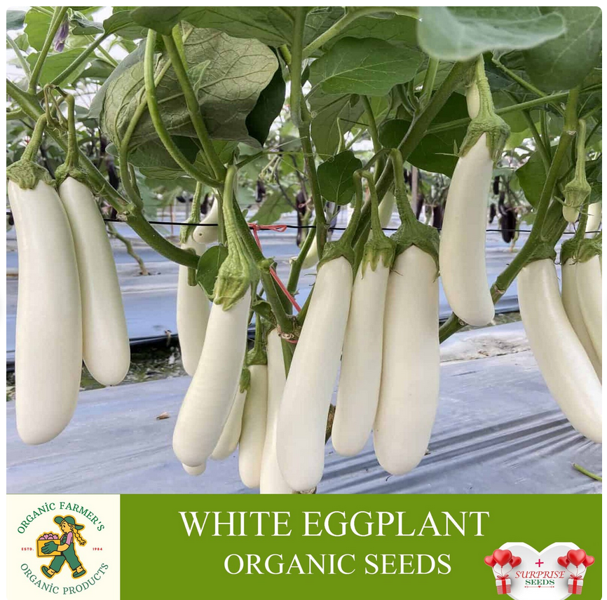 Picture of Hybrid Eggplant seeds white handsome 10 pcs