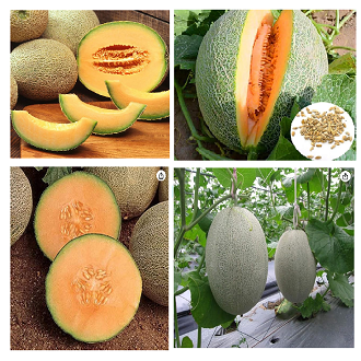 Picture of Hybrid Orange red Flesh  Melon  Seeds 5 pcs pack