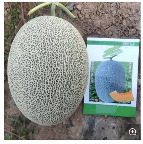 Picture of Hybrid Orange red Flesh  Melon  Seeds 5 pcs pack