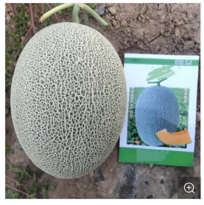 Picture of Hybrid Orange red Flesh  Melon  Seeds 5 pcs pack