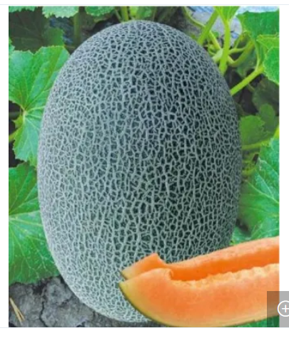 Picture of Hybrid Orange red Flesh  Melon  Seeds 5 pcs pack