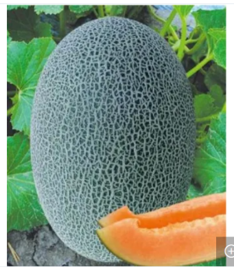 Picture of Hybrid Orange red Flesh  Melon  Seeds 5 pcs pack