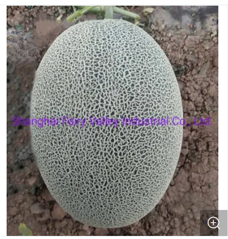 Picture of Hybrid Orange red Flesh  Melon  Seeds 5 pcs pack