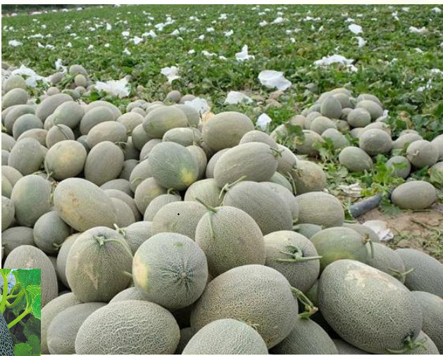 Picture of Hybrid Orange red Flesh  Melon  Seeds 5 pcs pack