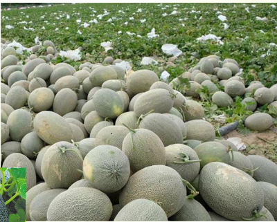 Picture of Hybrid Orange red Flesh  Melon  Seeds 5 pcs pack