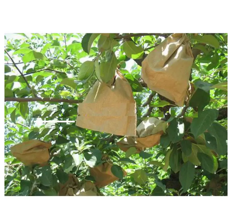 Picture of Mango paper bag/mango protection bag/fruit protection bags 5 pcs