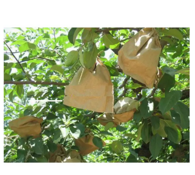 Picture of Mango paper bag/mango protection bag/fruit protection bags 5 pcs