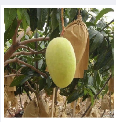 Picture of Mango paper bag/mango protection bag/fruit protection bags 5 pcs
