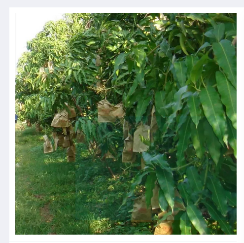 Picture of Mango paper bag/mango protection bag/fruit protection bags 5 pcs