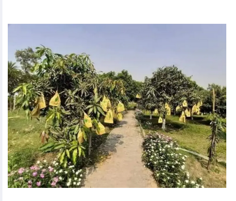 Picture of Mango paper bag/mango protection bag/fruit protection bags 5 pcs