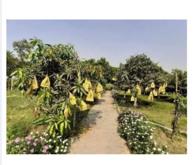 Picture of Mango paper bag/mango protection bag/fruit protection bags 5 pcs