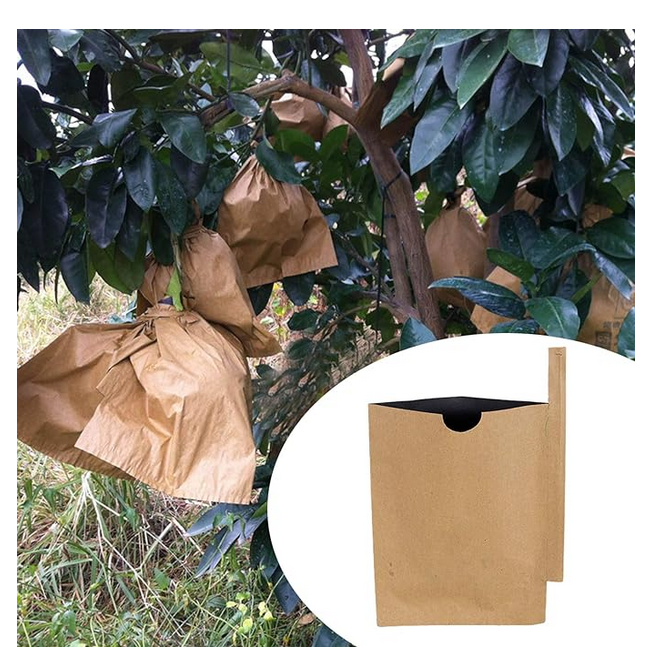 Picture of Mango fruit protection bag 50Pcs