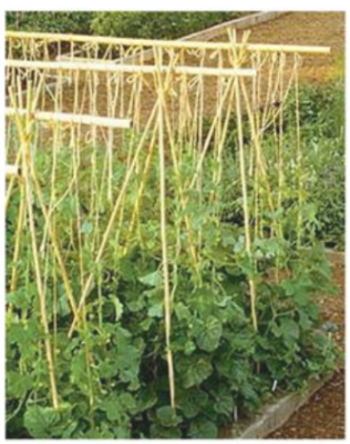 Picture of Bamboo Stakes  10 Pcs for gardening(2 Fit Long)