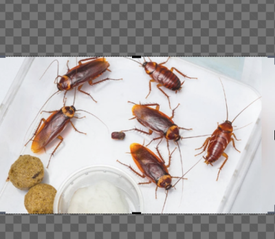 Picture of Cockroach killer-kokshid (25g)