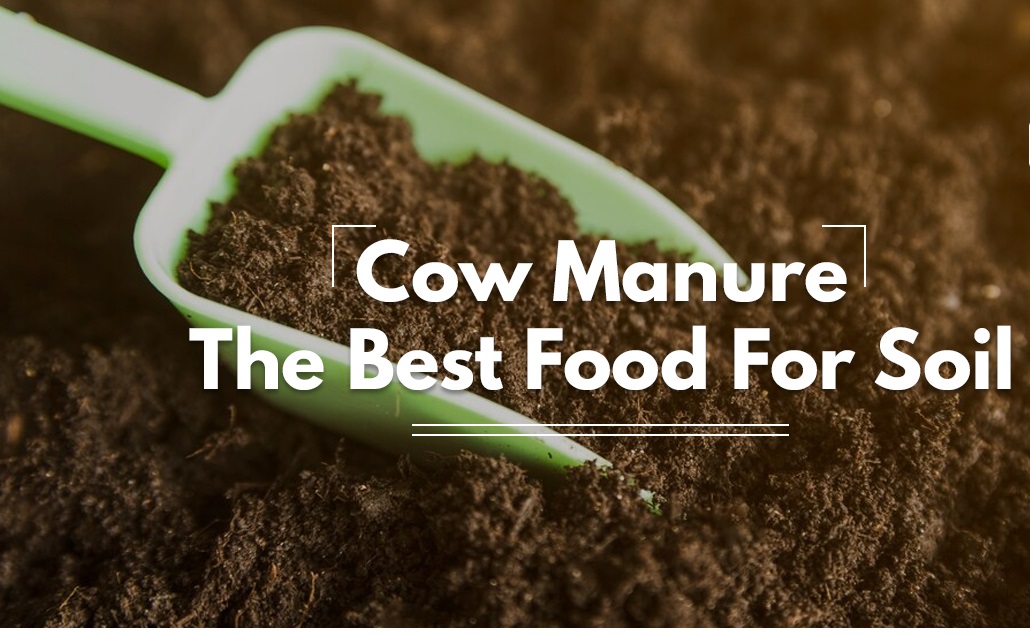 Picture of Cow Manure 1kg-The Best Food For Soil