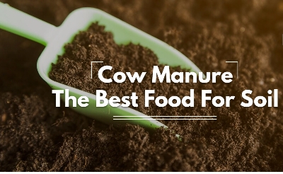 Picture of Cow Manure 1kg-The Best Food For Soil