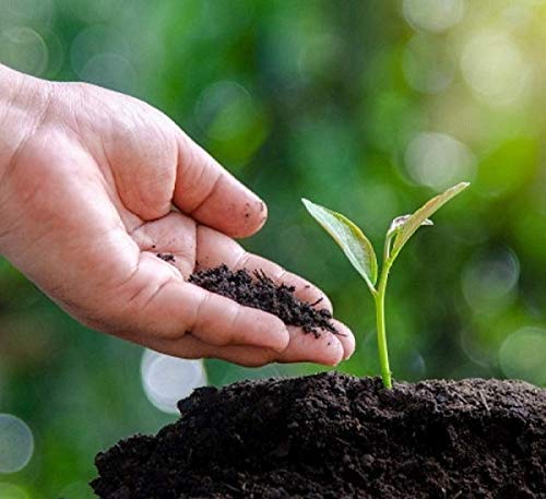 Picture of Cow Manure 1kg-The Best Food For Soil