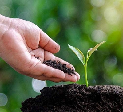 Picture of Cow Manure 1kg-The Best Food For Soil