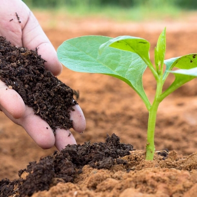Picture of Fertilizer, Cow Dung Manure for Plants 2 Kg