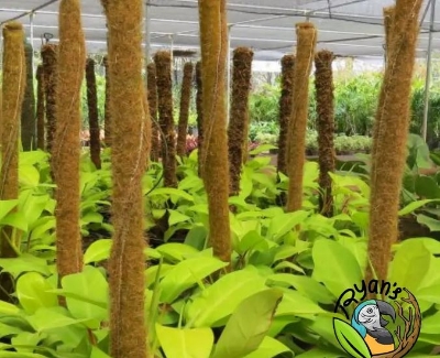 Picture of 12 inch Grow Stick - 3 pcs