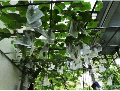 Picture of Insect Net Bag Anti Insect Net for Greenhouse Cover Price 6Pcs(15*25cm)