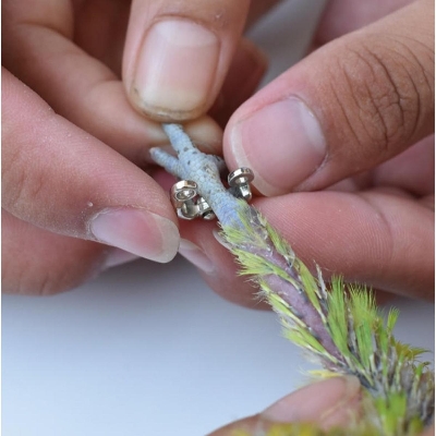 Picture of china anklet for budgerigar bird