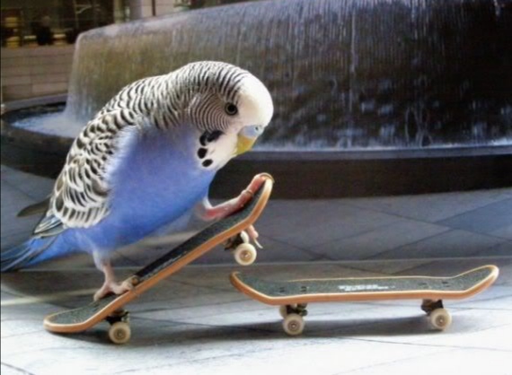 Picture of pet bird scouter toy pet bird accessories