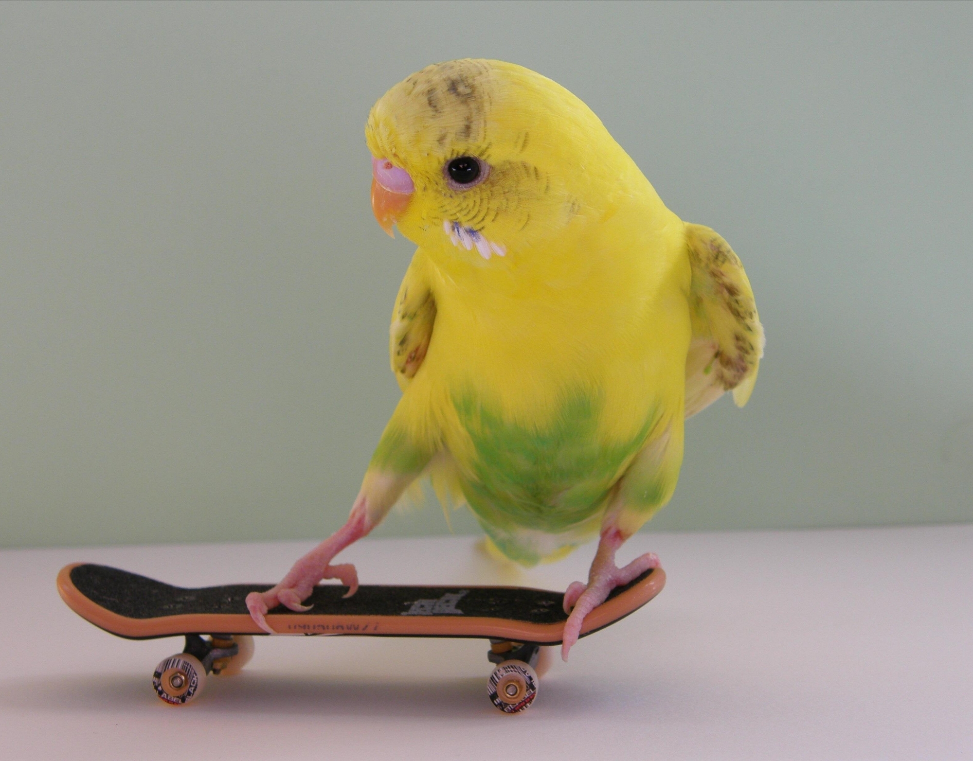 Picture of pet bird scouter toy pet bird accessories