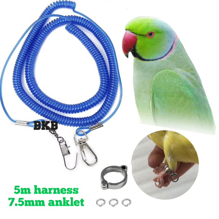Picture of 3 miter spring harness with 7.5mm anklet foot ring for ringneck parrot, sun coniur, lory bird {full set combo} pack