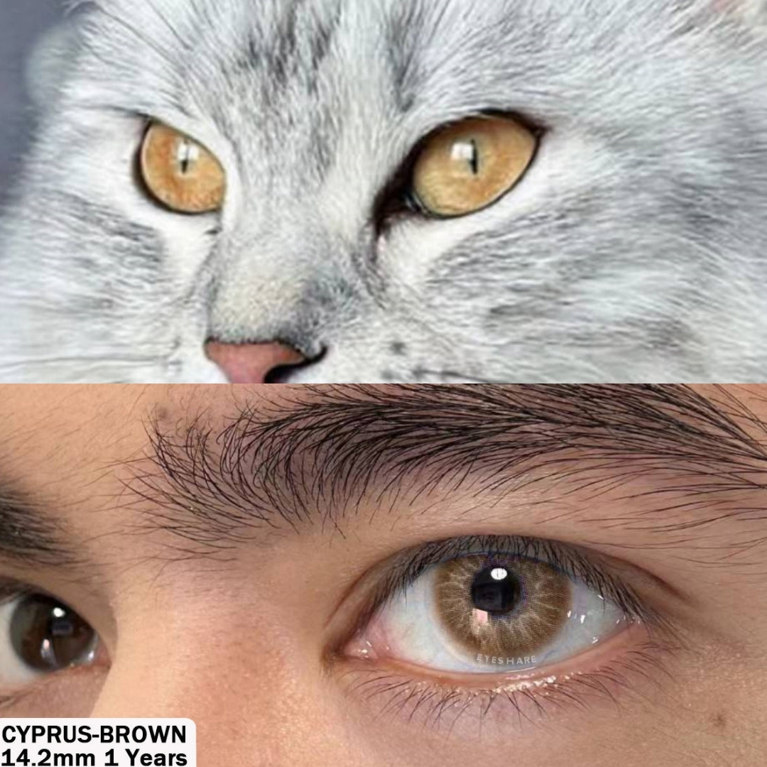 Picture of New Cyprus Brown Color Contact Lens With Regular Kit Box For Men And Women. 1 Pair Color Contact Lens For Eye Makeup Cosmetics. Cyprus Series. #cyprus
