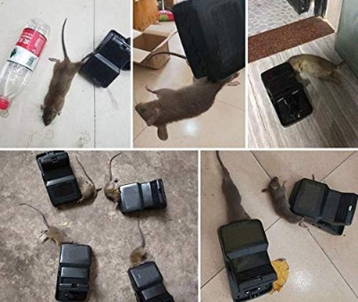 Picture of Rat Traps (Rat Snap Trap)