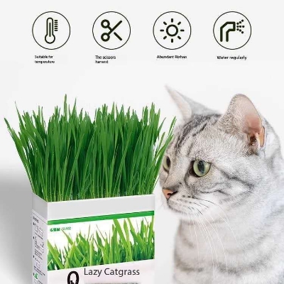Picture of Cat Grass Magic Bag, Indoor Cat Grass kit (Easy to Operate) Open The Bag and Add Water, Ready to Use in a Week
