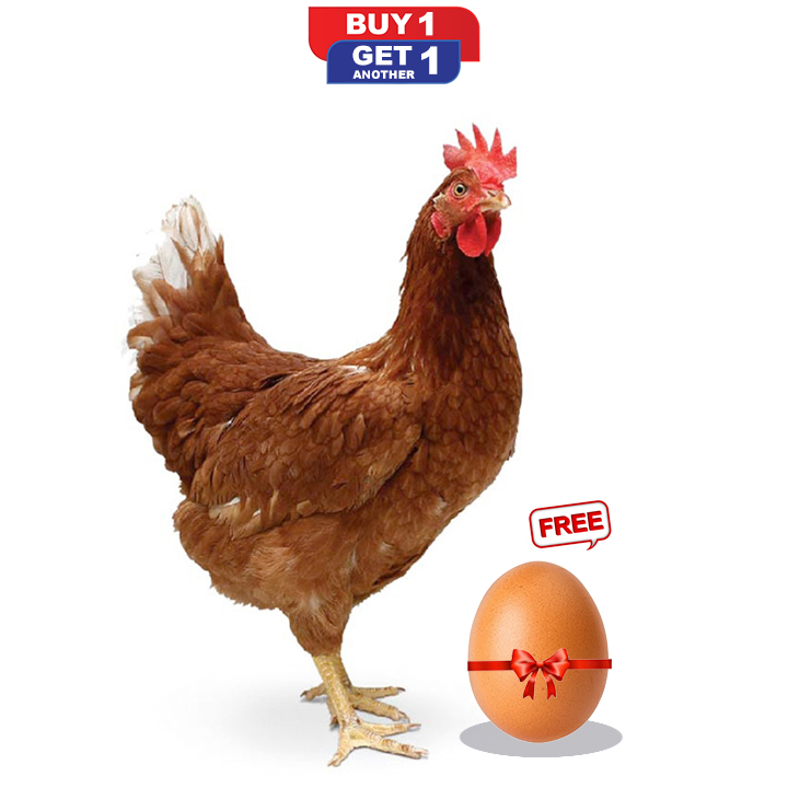 Picture of Live Chicken Sonalika 1kg