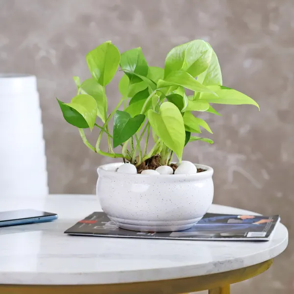 Picture of Money Plant Tree| Best Indoor Plant | Indoor plant