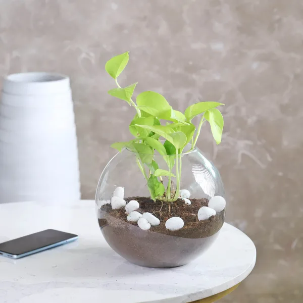 Picture of Money Plant Tree| Best Indoor Plant | Indoor plant