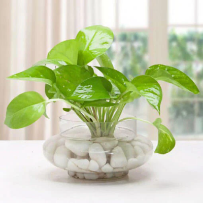 Picture of Money Plant Tree| Best Indoor Plant | Indoor plant